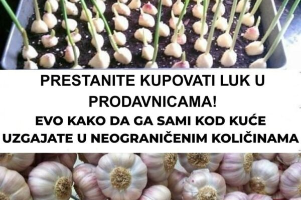 Prestanite kupovati luk u prodavnicama – Evo kako da ga sami uzgajate kod kuće!