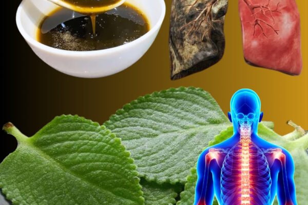 15 razloga zašto bi origano (Orégano Orejón) trebao biti osnovna namirnica u vašem domu 🌿