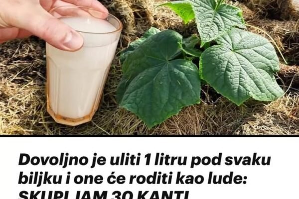 Dovoljno je uliti 1 litru pod svaku biljku i one će roditi kao lude: SKUPLJAM 30 KANTI KRASTAVACA IZ JEDNOG GRMA!