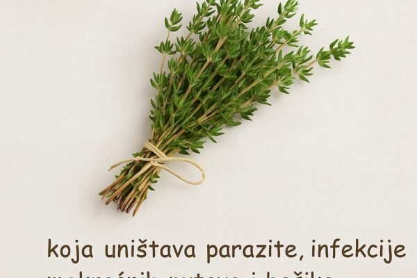 Najmoćnija biljka koja uništava parazite, urinarni trakt