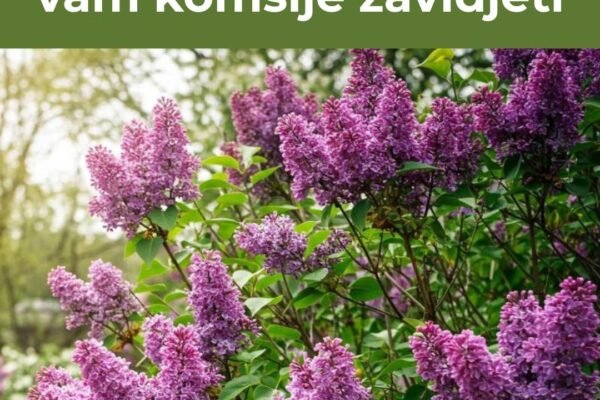 Evo kako da uzgojite jorgovane zbog kojih će vam komšije zavidjeti
