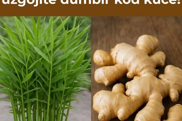 Nikada ga više nećete kupiti – Evo kako da uzgojite đumbir kod kuće!
