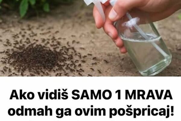 Ako vidiš SAMO 1 MRAVA odmah ga ovim pošpricaj! Najbolji prirodni fungicid