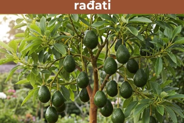 Otkrivamo 6 savjeta za uspješan uzgoj avokada u saksiji – i kako da počne rađati