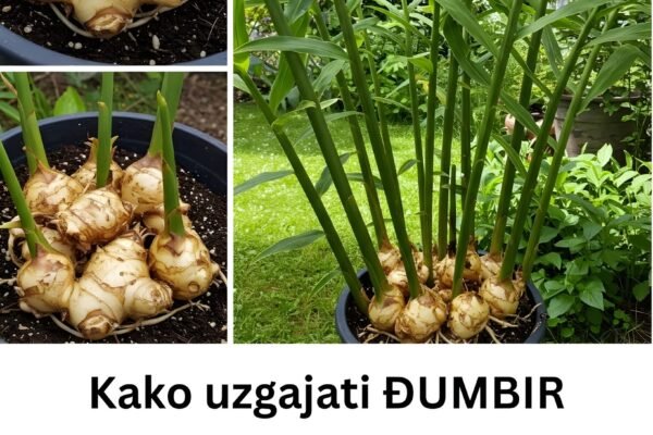 Kako uzgajati đumbir kod kuće za svoju porodicu tokom cijele godine