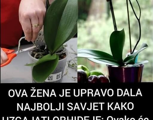 OVA ŽENA JE UPRAVO DALA NAJBOLJI SAVJET KAKO UZGAJATI ORHIDEJE: Ovako će vam cvjetati nekoliko puta godišnje, TAJNA JE U OVOME