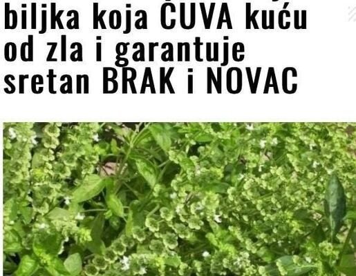 SVAKA ŽENA OVO MORA DA IMA: Ovo je biljka koja ČUVA kuću od zla i garantuje sretan BRAK i NOVAC
