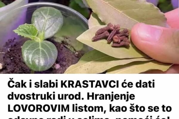 Čak i slabi KRASTAVCI će dati dvostruki urod. Hranjenje LOVOROVIM listom, kao što se to odavno radi u selima, pomoći će!
