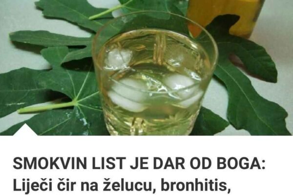 SMOKVIN LIST JE DAR OD BOGA: Liječi čir na želucu, bronhitis, kožna oboljenja i još puno toga! Na ovaj nacin se pravi