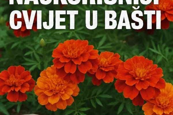 NAJKORISNIJI CVIJET U BAŠTI: 10 razloga da ovog proljeća POSIJETE KADIFU