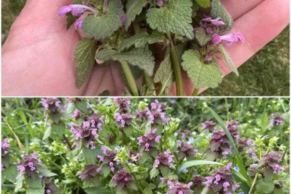 Skoro je pravo vreme! Izađi napolje i sakupi crvenu mrtvu koprivu – evo kako da je prepoznaš i koristiš na sjajne načine