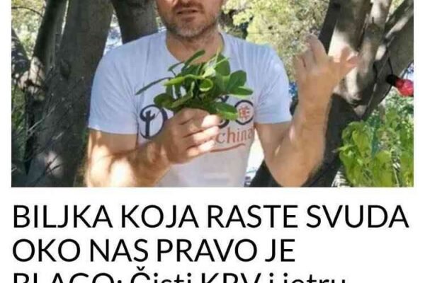 BILJKA KOJA RASTE SVUDA OKO NAS PRAVO JE BLAGO: Čisti KV i jetru, sprječava znojenje i pomaže kod REUME
