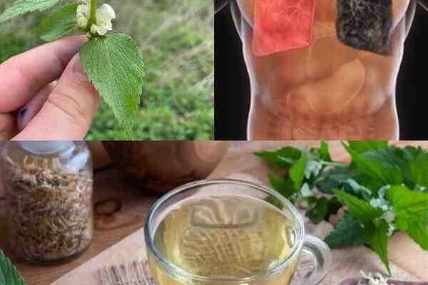 Bijela mrtva kopriva (Lamium album): 10 moćnih blagodati i domaća upotreba