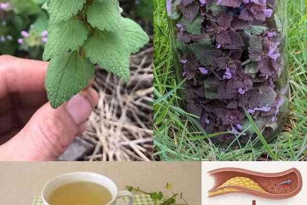 Ljubičasta mrtva kopriva (Lamium purpureum): divlji saveznik za cirkulaciju i zdravlje srca