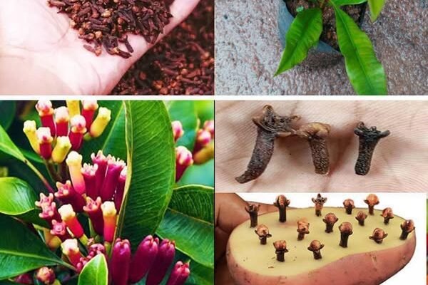 Kako uzgajati klinčić kod kuće – od sjemena do začina