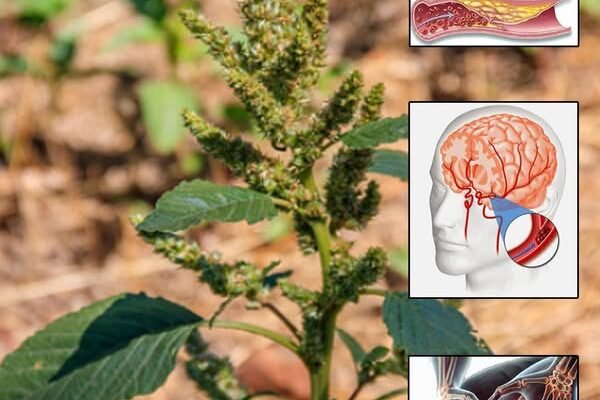 Zdravstvene prednosti svinjskog trava