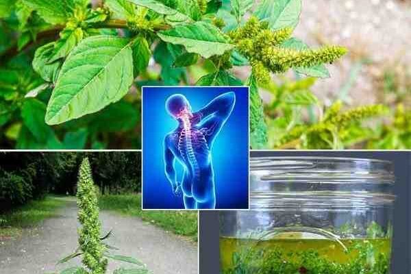 Skriveni dragulj u vašem vrtu: Otkrijte zdravstvene prednosti štipavca