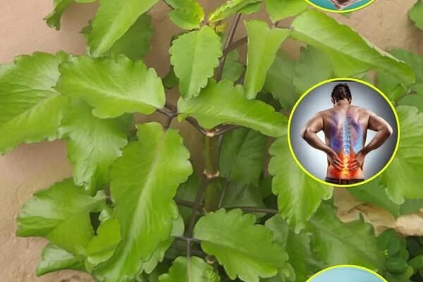 Bryophyllum Calycinum (Kalanchoe Pinnata): prednosti i upotreba