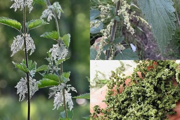 Snaga Urtica dioica: prirodno olakšanje za bolove u zglobovima, artritis i upalu