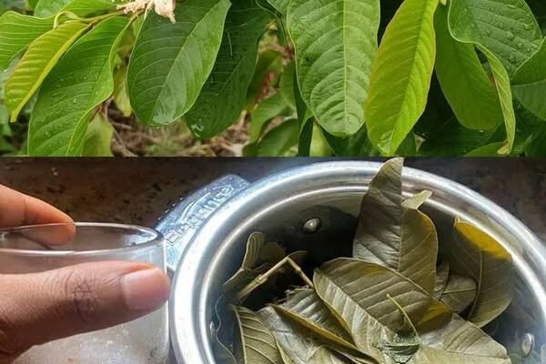 25 nevjerovatnih prednosti lišća guave