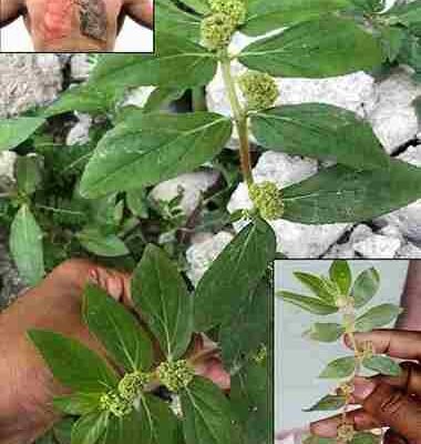 Bryophyllum Calycinum (Kalanchoe Pinnata): prednosti i upotreba