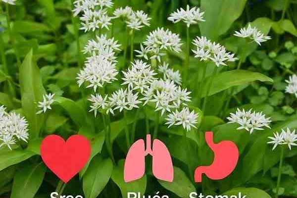 Sremuš – Tajna prirode koja pomaže tijelu od glave do pete!