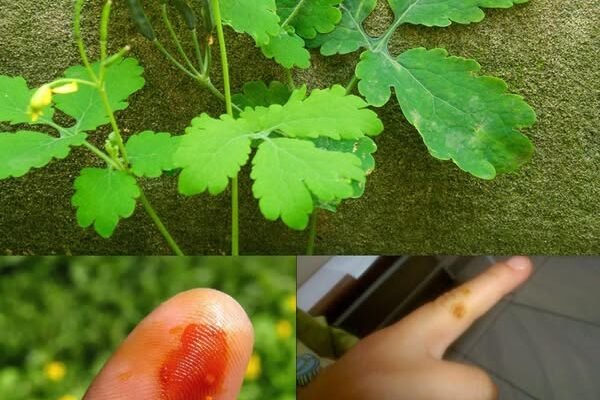 Chelidonium majus L. – Veliki celandin: Drevni lijek prirode za rast kože