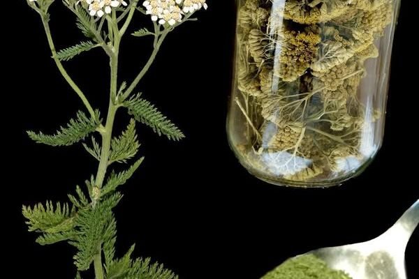 Stolisnik: bezvremenski biljni saveznik sa nevjerovatnim zdravstvenim prednostima