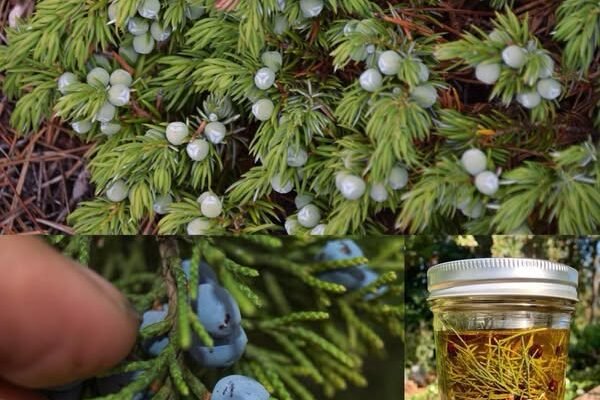 Juniper: 20 izvanrednih prednosti i kako ga koristiti