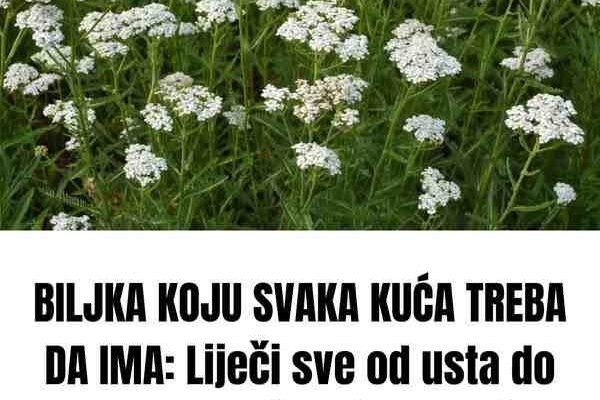 BILJKA KOJU SVAKA KUĆA TREBA DA IMA: Liječi sve od usta do debelog crijeva i obnavlja sluzokožu želuca