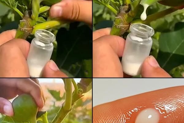 Nevjerovatne prednosti soka smokve: skriveni eliksir prirode