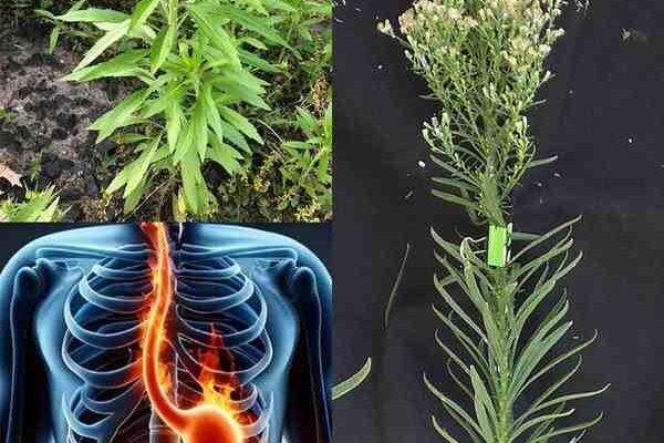 Konjska trava (Erigeron canadensis): 20 nevjerojatnih prednosti i kako je koristiti