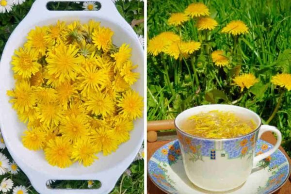 Maslačak: Prirodni lijek za bolove i bradavice