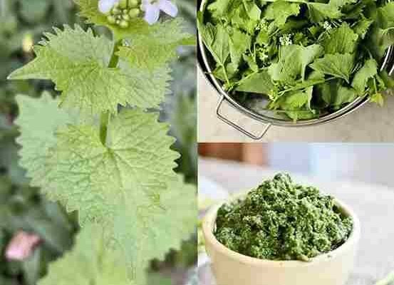 Senf od bijelog luka (Alliaria petiolata): 20 iznenađujućih prednosti i domaća upotreba