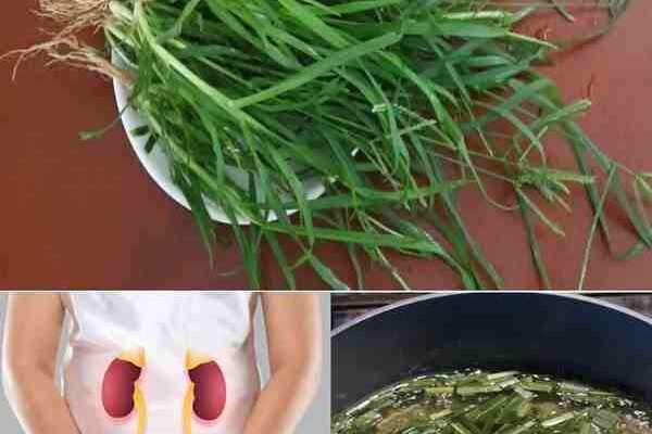 Guščja trava: Zdravstvene prednosti i upotreba