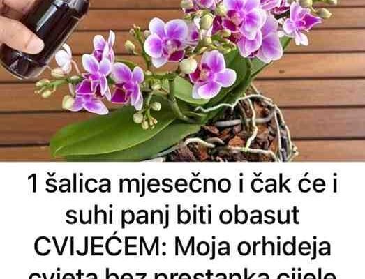 1 šalica mjesečno i čak će i suhi panj biti obasut CVIJEĆEM: Moja orhideja cvjeta bez prestanka cijele godine!