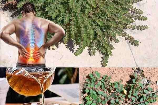 Skrivena moć Euphorbia prostrata: Koristi, upotreba i tajne iscjeljenja