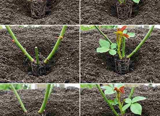 Primijenite ovo na svoje ruže za neprekidno cvjetanje, čak i van sezone | Prirodno gnojivo