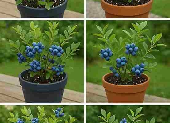 Borovnice, sa ovim vrlo jednostavnim trikom mogu ih uzgajati kod kuće beskrajno | Nisam kupio nijednu godinama