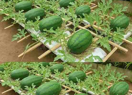 Lak i visok prinos, nisam očekivao da ćete tako lako uzgajati lubenicu kod kuće