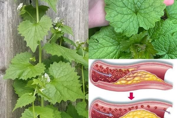 Senf od bijelog luka (Alliaria petiolata): 20 iznenađujućih prednosti i domaća upotreba