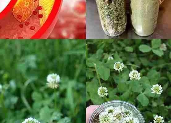 Bijela djetelina (Trifolium repens): 15 prednosti i kućne upotrebe
