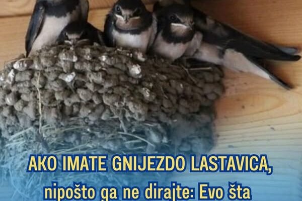 AKO IMATE GNIJEZDO LASTAVICA, nipošto ga ne dirajte: Evo šta ono znači prema narodnom vjerovanju