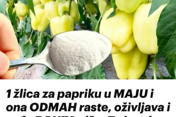 1 žlica za papriku u MAJU i ona ODMAH raste, oživljava i rađa 5 PUTA više: To je vrlo važan korak!