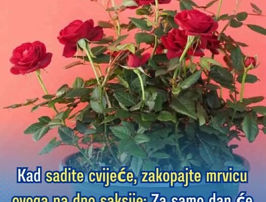 Kad sadite cvijeće, zakopajte mrvicu ovoga na dno saksije: Za samo dan će biljke cvjetati kao lude