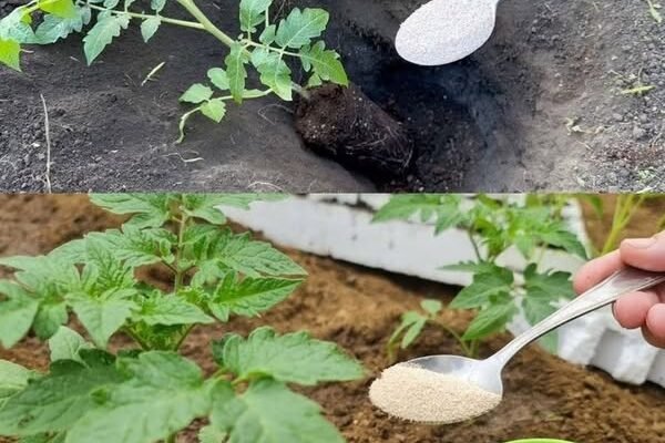 Ako želite da dobijete jaku žetvu dobrog, zrelog paradajza u svom vrtu, potrebno je da dodate ovaj sastojak zemlji. DOVOLJNA JE ŠAKA I GOTOVI STE
