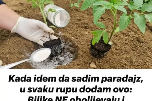 Kada idem da sadim paradajz, u svaku rupu dodam ovo: Biljke NE obolijevaju i proizvode mnogo više!