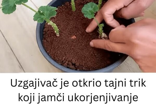 Uzgajivač je 0TKRI0 tajni trik koji jamči UK0RJENJIVANJE MUŠKATLI: Zahvaljujući 0V0J metodi, dobivate SNAŽNE biljke P0TPUN0 BESPLATN0