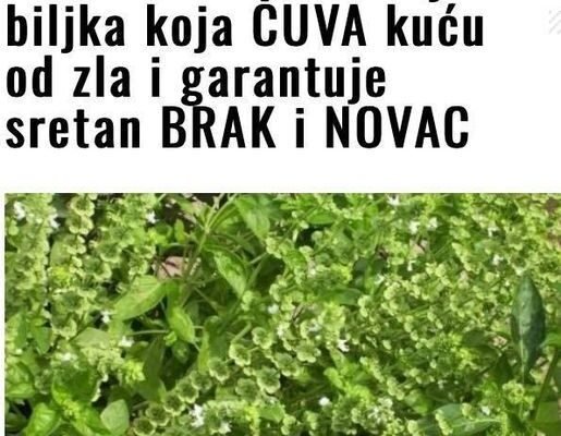 SVAKA ŽENA OVO MORA DA IMA: Ovo je biljka koja ČUVA kuću od zla i garantuje sretan BRAK i NOVAC