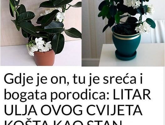 Gdje Je On, Tu Je Sreća I Bogata Porodica: LITAR ULJA OVOG CVIJETA KOŠTA KAO STAN, Obavezno Ga Unesite U Dom